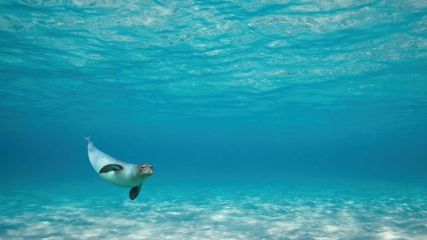 The unique monk-seal from the Alonnisos sea park