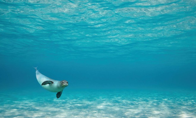 The unique monk-seal from the Alonnisos sea park